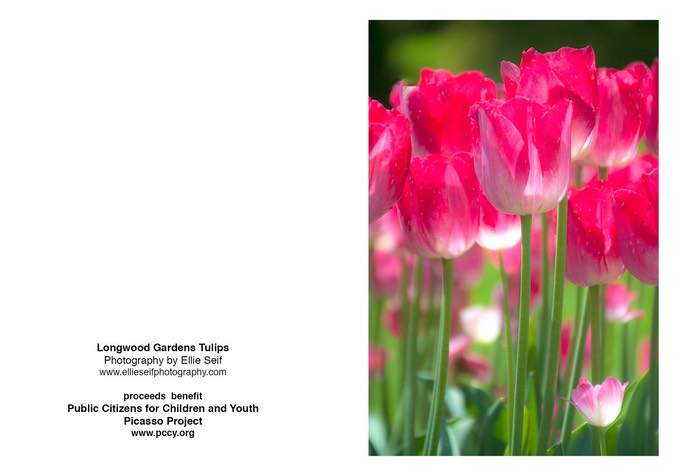 Longwood gardens tulips