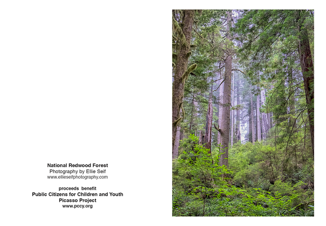 National Redwood Forest 2