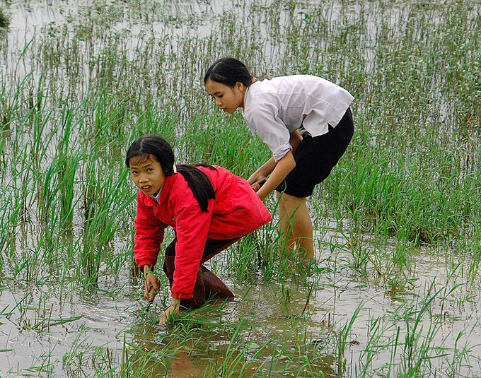 two girls in rice field